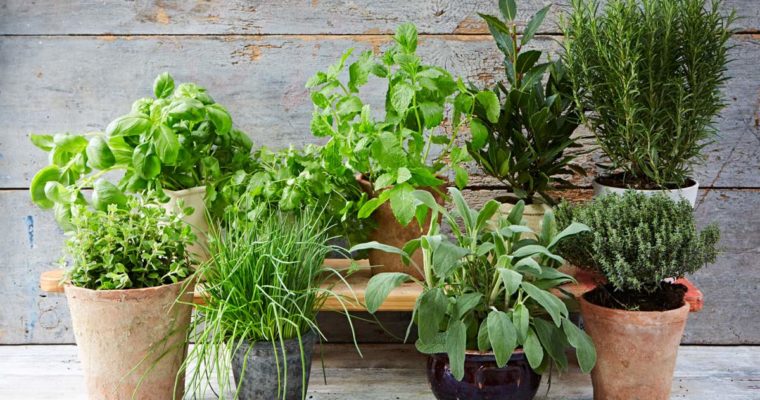 Wilcza kora- dlaczego warto po nią sięgnąć?