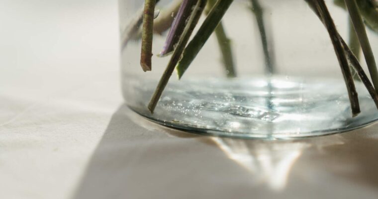 Czystek lekarski – źródło polifenoli